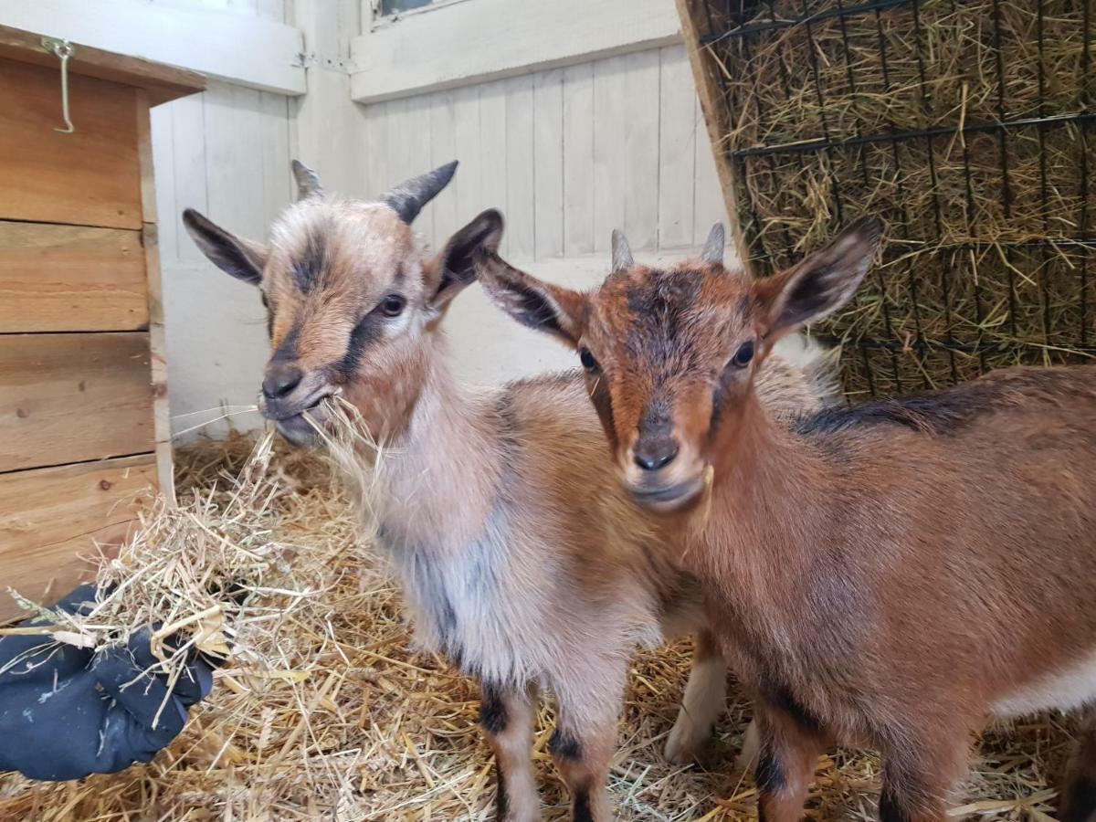 Grosse, Helle Ferienwohnung Mit 2 Balkonen Auf Dem Bauernhof In Der Lueneburger Heide Oetzen Eksteriør billede